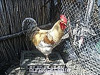 ogród - Jak podłączyć drut z kurczaka
