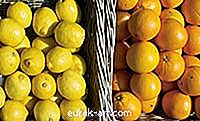정원 - 오렌지와 레몬 나무의 차이점