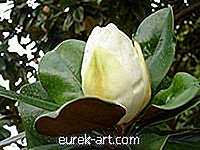hage - Raskt voksende magnolia trær