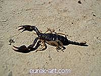 Cedar Bedding & Scorpions
