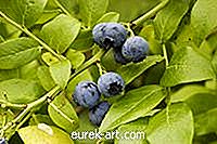 Cara Mengidentifikasi Blueberry Liar di Colorado