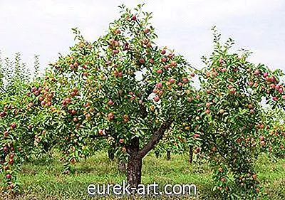 متى تسميد أشجار التفاح؟