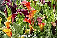 Garten - Pflege von Calla Lily Pflanzen im Winter