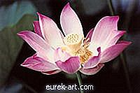 grădină - Cum se poate poleniza o floare de lotus?