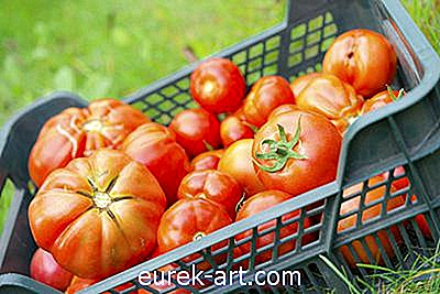 hage - De beste tomatvariantene for hermetisering