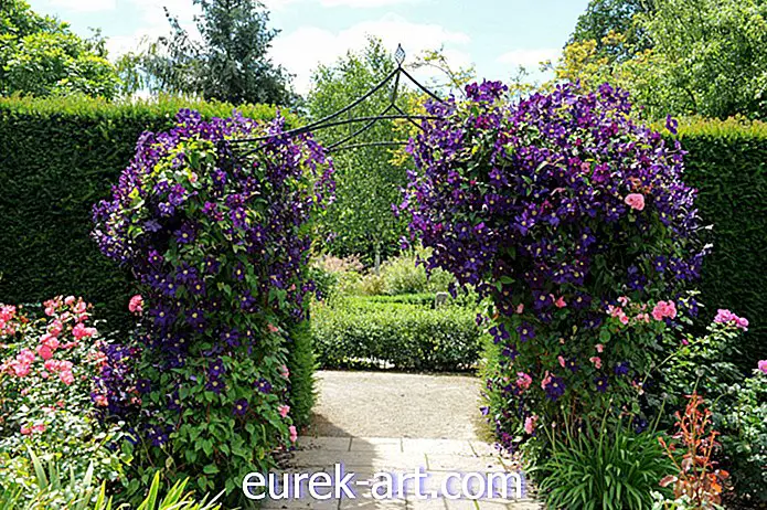 ideas de jardinería - 22 flores púrpuras para embellecer su jardín