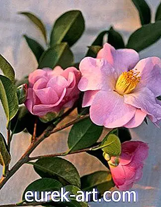 Camellias hấp dẫn