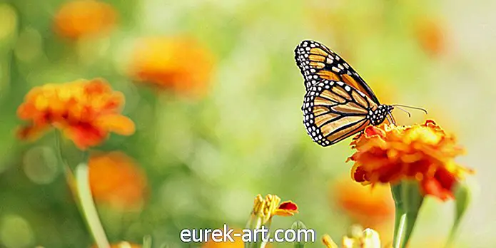 6 sätt att locka fåglar och fjärilar till din trädgård