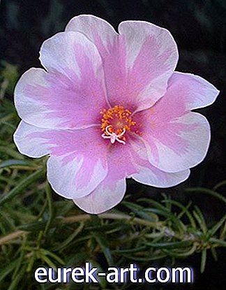 ý tưởng làm vườn - Hoa hồng rêu (Portulaca)