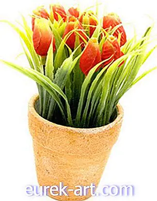 pomysły ogrodnicze - Czy mogę zastąpić tulipany doniczkowe?