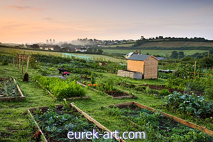 kertészeti ötletek - 20 ingyenes kerti terv és növénylista, amelyeket azonnal létrehozhat