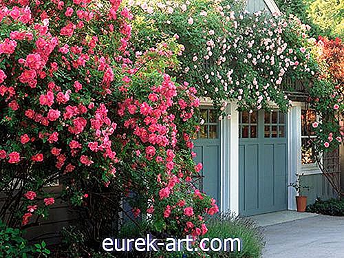 zahradnické nápady - 6 jednoduchých kroků pro pěstování romantické růžové zahrady