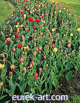 záhradnícke nápady - Príliš neskoro na tulipány?