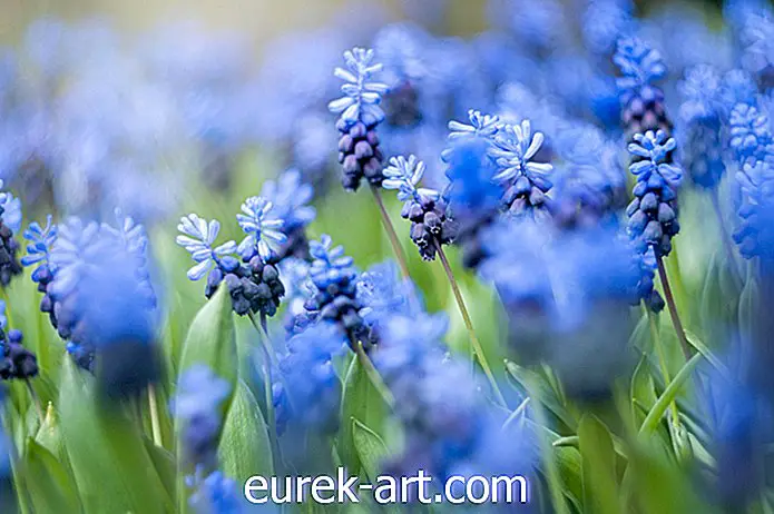 20 strålende blå blomster for hagen din