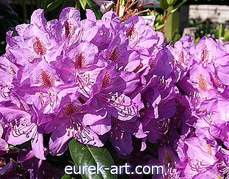 Rhododendrons flétris
