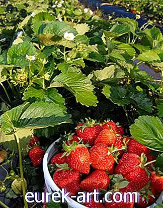 딸기 식물 함유