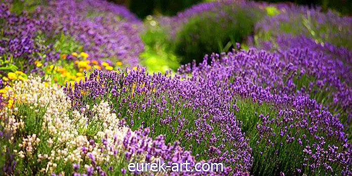 8 loại thảo mộc có hoa trông đẹp và hương vị tuyệt vời