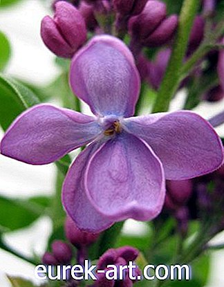 tuinieren ideeën - Rid Your Lilac of Mildew