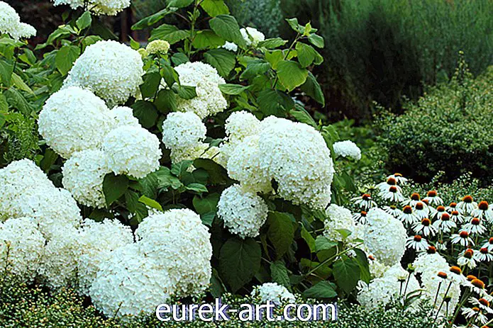 20 baltų gėlių praskaidrins jūsų kiemą
