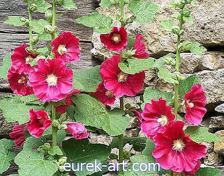 idéias de jardinagem - Coleta de sementes de malva-rosa