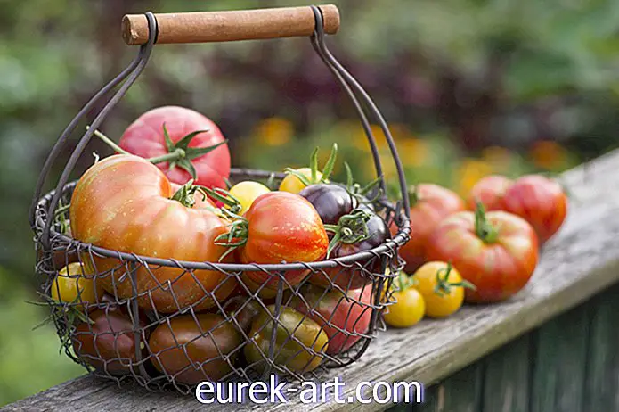 idea berkebun - Cara Meningkatkan Tomato dari Benih