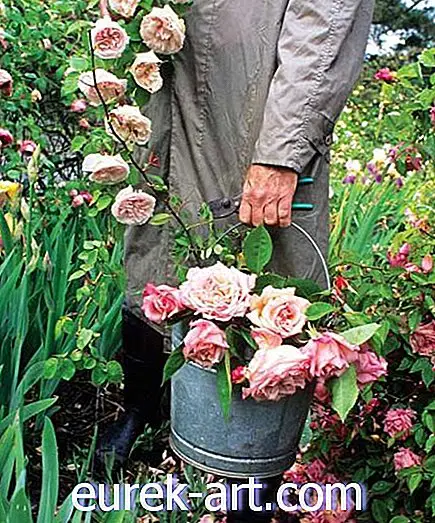 aiandusideed - Kasvavad pärismajas roosid kodus