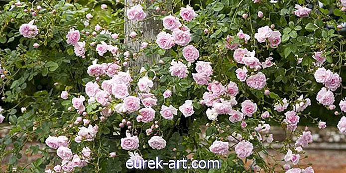 pomysły ogrodnicze - Najlepsze róże wspinaczkowe