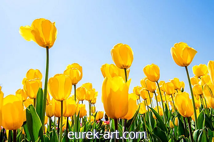बागवानी विचारों - नेबरहुड में खुशी के बगीचे के लिए 20 पीले फूल
