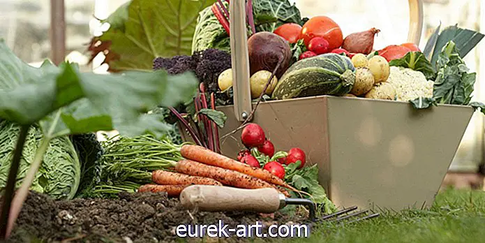 havearbejde - 8 ting at plante i dit fald vegetabilske have