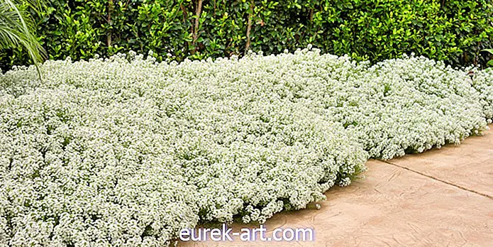κηπουρική - 10 αρωματικά φυτά που θα κάνουν την κηπουρική σας μυρωδιά καταπληκτική