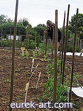 sodininkystė - # 18 tinginio vyro pomidorų statymas