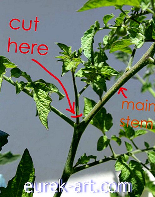 Nopea ja helppo tapa kasvattaa tomaatteja kotona
