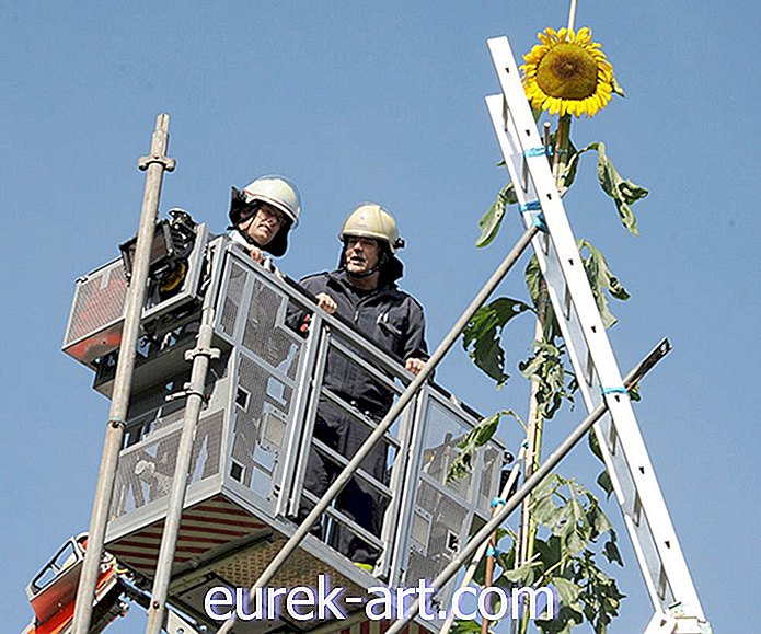 hagearbeid - Verdens høyeste solsikke vil være det lykkeligste du ser i dag