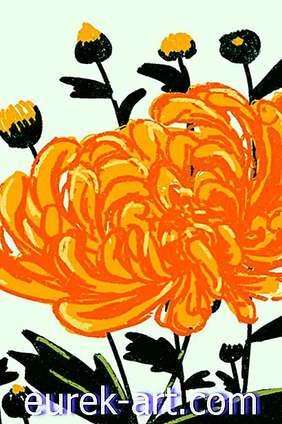 Как вырастить хризантемы