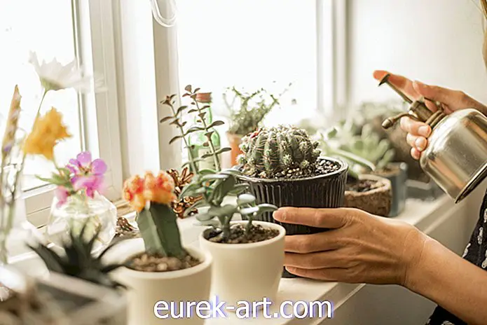 havearbejde - 15 af de bedste typer kaktus, du kan dyrke derhjemme