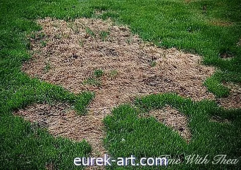 De eenvoudigste manier om gras te repareren dat door honden is beschadigd