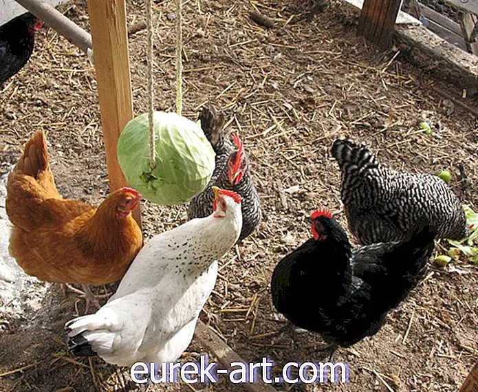 hagearbeid - Hvordan lage en DIY hengende kål for å holde kyllingene underholdt