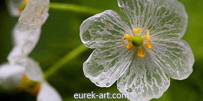 gradinarit - Această floare transparentă este cea mai frumoasă floare de care nu ai auzit niciodată