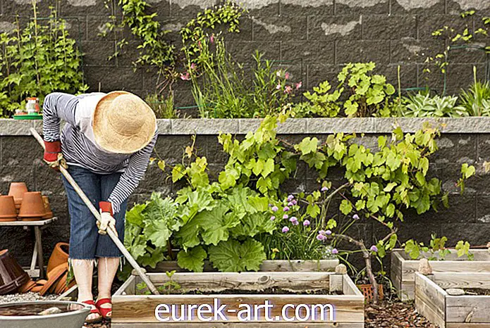 16 av de beste hagearbeidene for en absolutt saftig plen