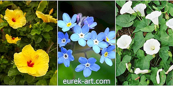 gradinarit - 7 plante frumoase care vă strică locuința