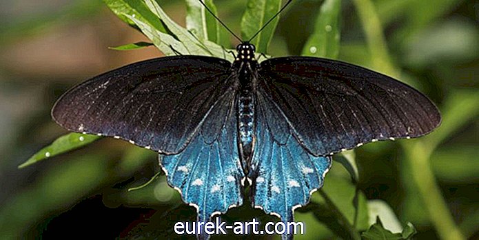 садівництво - Ця людина переселила рідкісні види метеликів у власному дворі
