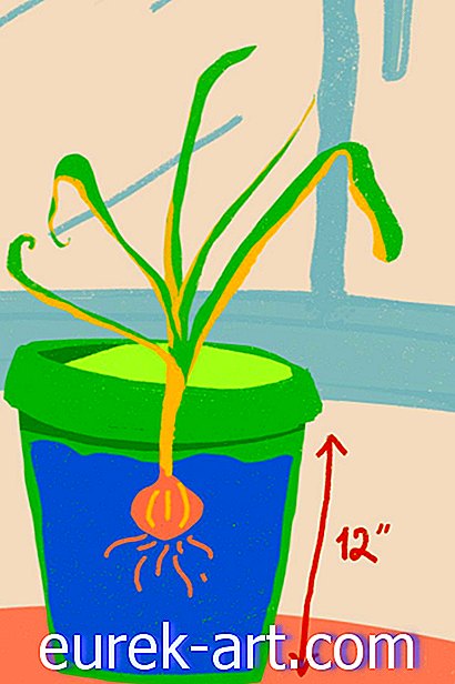Ako pestovať cesnak