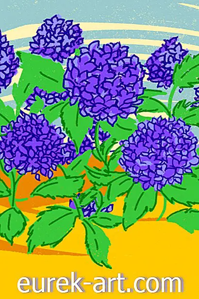 jardinage - Comment faire pousser des hortensias