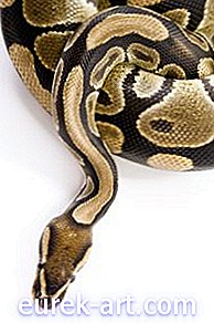 Comment faire du maquillage motif peau de serpent