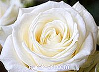 Kaj pomeni bela vrtnica na Valentinovo?