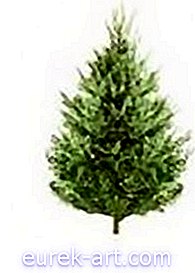 Uporaba boraxa za nego božičnih dreves