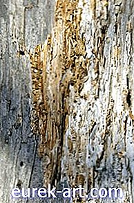 Bagaimana untuk Menghapuskan Termite Drywood
