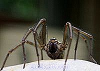 Σπίτι - Αφροδίτικες αράχνες στο Κάνσας