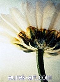 Συμβουλές για την απόκρυψη των λουλουδιών στο Clear Vases