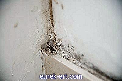 Wie Indoor White Mould & Dust Milben loswerden